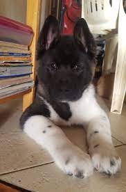 Female American Akita Puppy I Love Akitas Akita Puppies American Akita Akita