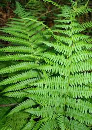 Image result for Athyrium schimperi