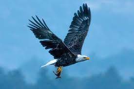 Maybe you would like to learn more about one of these? Never Arm Wrestle A Bald Eagle Intobirds