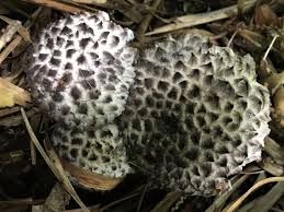 Image result for Strobilomyces strobilaceus