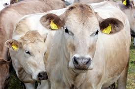 April 1986 in der ukraine geschah, ist trotzdem bleibt tschernobyl von mythen umwoben. Die Folgen Eines Gaus Fur Menschen Tiere Und Pflanzen Nabu