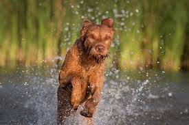 Check spelling or type a new query. Wirehaired Vizsla Dog Breed Information