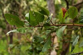 Image result for Monotes africanus