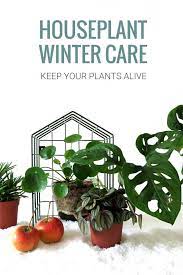 Keep Your Houseplants Alive With These Winter Survival Care Tips House Plant Care Plants Indoor Plant Care