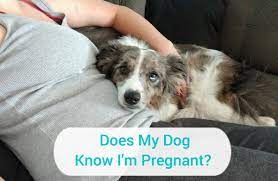 How Can Dogs Sense When You Are Pregnant What Are Other Behavioral Signs Pethelpful