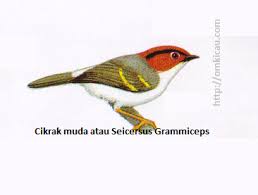Kemudian di sisi paha dan bawah ekor berwarna biru. Deskripsi Lengkap Semua Burung Suku Pengicau Suku Silviidae Om Kicau