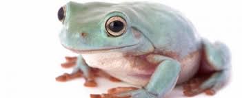 Dumpy tree frog cute frogs with hats. Dumpy Tree Frog Care Sheet Reptiles Cove