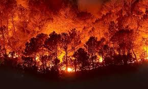 Un incendio forestal es el fuego que se extiende sin control en terreno forestal o silvestre, afectando a combustibles vegetales, flora y fauna. El Peor Ano De Incendios Forestales En El Mundo Confederacion De Empresarios De Andalucia