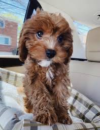 Pin By Basak Karamalak On Animals In 2020 Cute Animals Cute Dogs And Puppies Baby Animals Pictures