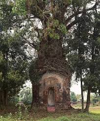 Magique Maison Dans Les Arbres Maisons Insolites Cabane Dans Les Arbres