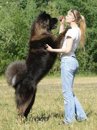 See full list on bubblypet.com 10 Of The World S Largest Dog Breeds Dog Breeds American Akita Dog Akita Puppies
