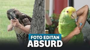 Dunia fauna memiliki pesona yang unik dan menawan. 15 Foto Editan Hewan Ini Sukses Bikin Ngakak Absurd Parah