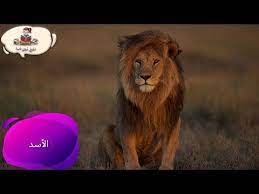 معلومات عن حيوان الاسد للاطفال راويتي تروي قصة youtube animals lion