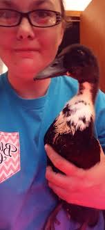 What breed is my drake Doug?