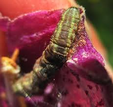 Image result for Eupithecia pulchellata