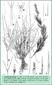 Image result for Aristida adscensionis