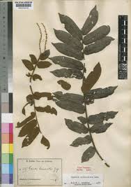 Image result for Cnestis