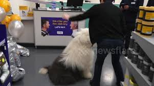 Maybe you would like to learn more about one of these? Newsflare Dulux Dog