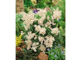 Image result for Pieris japonský bonfire obrázek