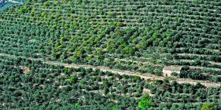 Detailed Information Globally Important Agricultural Heritage Systems Giahs Food And Agriculture Organization Of The United Nations Giahs Food And Agriculture Organization Of The United Nations