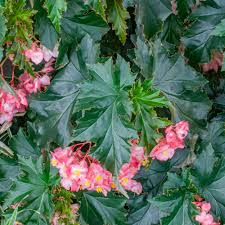 Image result for Begonia nyassensis