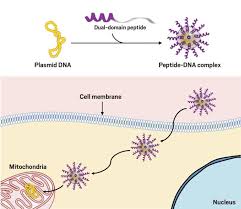 A Self Assembling Peptide Based Gene Delivery System Might One Day Correct Mitochondrial Dna Mutations That Under Gene Therapy Mitochondrial Mitochondrial Dna