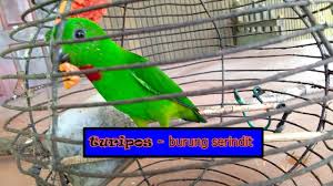 Burung rampang malaysia ialah haiwan berdarah panas, mempunyai sayap dan tubuh yang diselubungi bulu pelepah. Burung Turipos Burung Serindit Blue Crowned Hanging Parrot Youtube