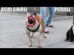 Asiri Sinirli Pitbull Sikiysa Yaklas Yanina Pitbull Terrier Bully Aggressive Pitbull Dogs Youtube