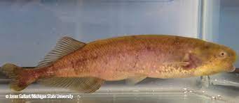 Baby Whale Brienomyrus Brachyistius Better Know A Fish