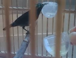 Cara merawat burung kolibri ninja bakalan (trotol) dari alam liar sebenarnya sangat mudah yaitu hanya dibutuhkan sedikit kesabaran serta ketelatenan. Cara Menjinakkan Kolibri Ninja Super Cepat Dan Mudah Belajar Beternak