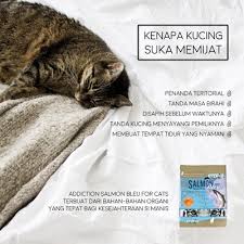 Kucing punya bahasa tubuh yang berbeda dari manusia. Tahukah Anda Kenapa Kucing Suka Memijat Raja Petshop