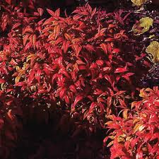 We did not find results for: Firepower Dwarf Nandina Shrub At Menards
