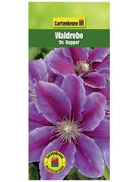 We did not find results for: Gartenkrone Waldrebe Clematis Dr Ruppel Zweifarbig Winterhart Hagebau De