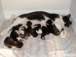 pin on cats