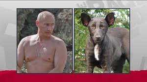 Russian president vladimir putin, who is a known dog lover, received a puppy as a belated birthday gift from. Ukraine Stray A Putin Dog Doppelganger