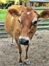 Calf Sharing Only Milk Once A Day Or Only When You Need Milk This Lovely Little Farmhouse
