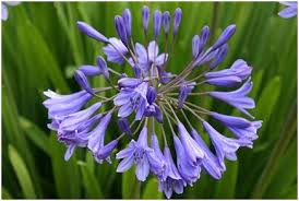 Pin On Wedding Flowers Blog
