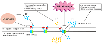 Check spelling or type a new query. Pump Proton And Laryngeal H K Atpases Ijgm