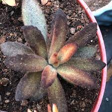 00:15 'cinnamon's leaves are a rich, russet color, much darker than 'chocolate soldier', and can become nearly black in strong light. Kalanchoe Tomentosa Cinnamon Kalanchoe Tomentosa Cinnamon Uploaded By Sarahssassysucculents