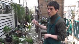 観葉植物の葉焼けの原因と対策 Youtube