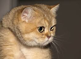 It happens for different reasons, but basically, it depends on the time your cat spends outdoors or whether your cat is purely an indoor cat. Why Is My British Shorthair Shedding So Much My British Shorthair