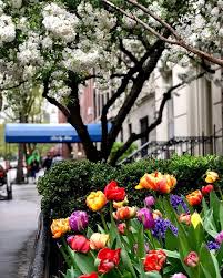 Flowers In The City I New York My Kind Of Town New York State