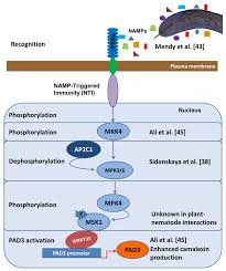 Ijms Free Full Text Signal Transduction In Plant Nematode Interactions Html