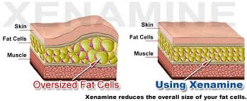 Pin On Something That Represents An Animal Cell