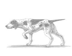 Firstly, for the dog outline draw a circle for face and shape d for body, as shown in the image. How To Draw A Pointer Dog Video Step By Step Pictures