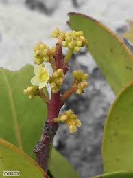 Image result for Pterocelastrus