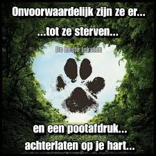 Het Is Zo Mooi Dat Ik Er Bijna Van Moet Huilen Honden Gezegden Honden Gedichten Hondencitaten
