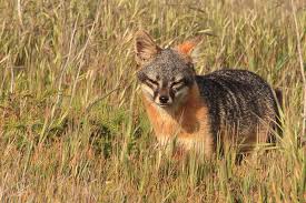 Just click on the printer icon in the upper right corner of the coloring. Island Fox Channel Islands National Park U S National Park Service