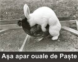 Cele mai haioase imagini, poze si fotografii, imagini haioase, imagini comice, poze si fotografii vesele, haioase, comice, funny, de ras, hazlii. Poze Dany Poze Haioase Icegame Romania Winter Is Coming