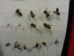 Kelulut ini menghasilkan madu dan propolis yang. Madu Lebah Kelulut About Facebook